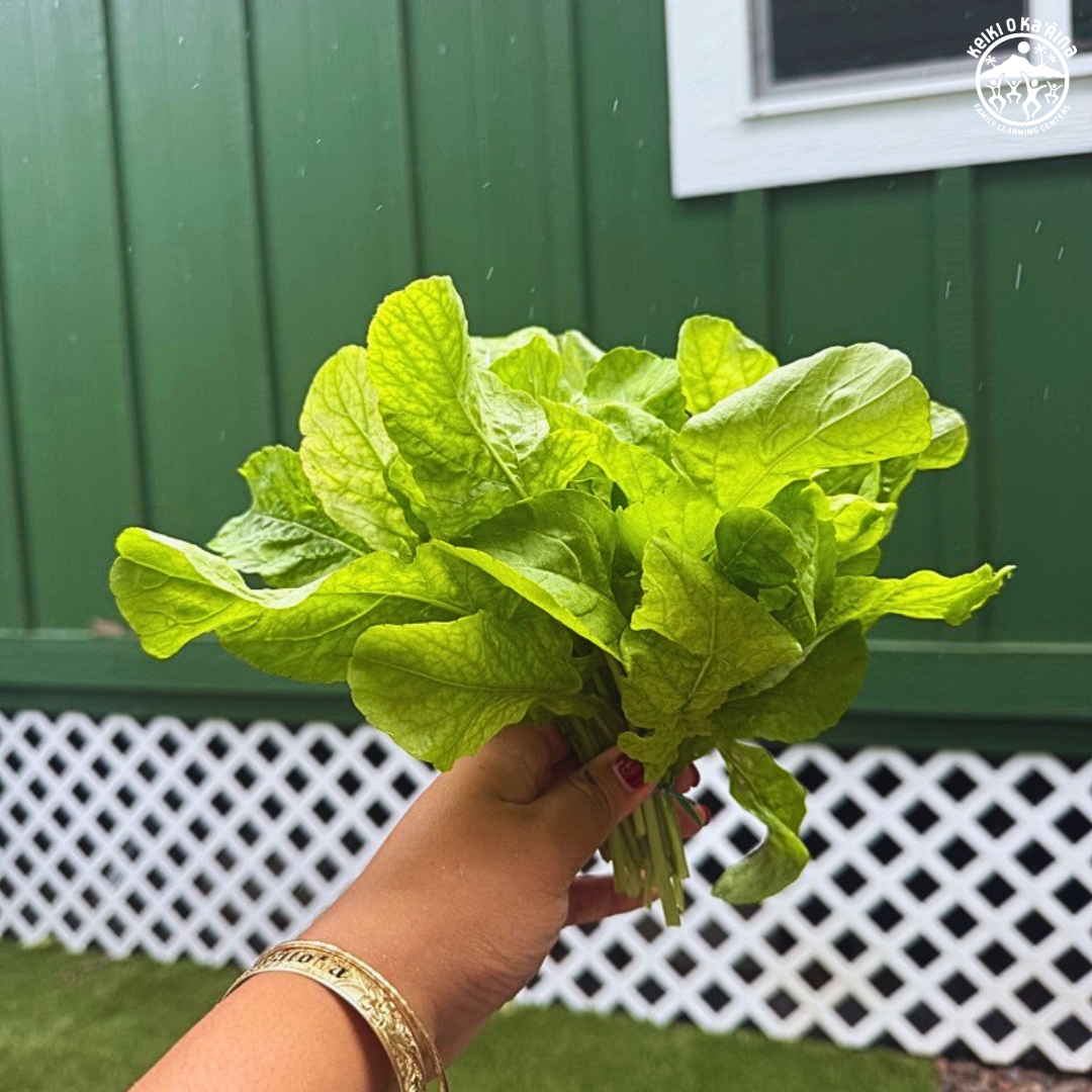 KOKA Farms: Arugula