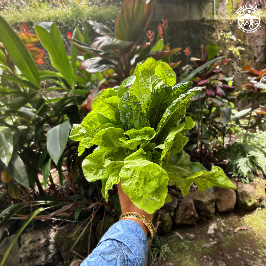 KOKA Farms: Mixed Greens