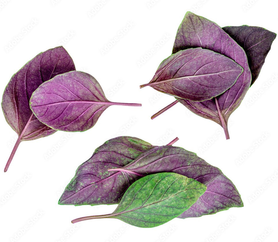 KOKA Farms: Purple Basil