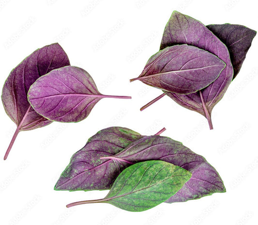 KOKA Farms: Purple Basil