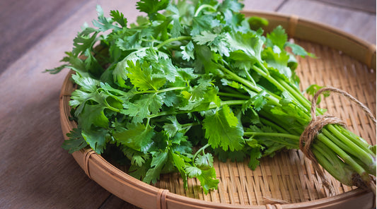 KOKA Farms: Cilantro