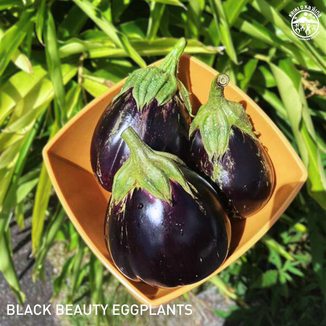KOKA Farms: Round Eggplant