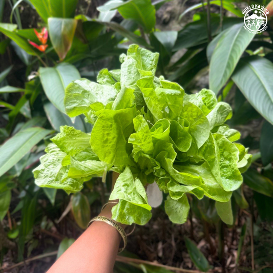 KOKA Farms: Mānoa Lettuce