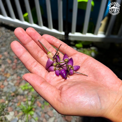 KOKA Farms: Nīoi (Hawaiian Chili Pepper)