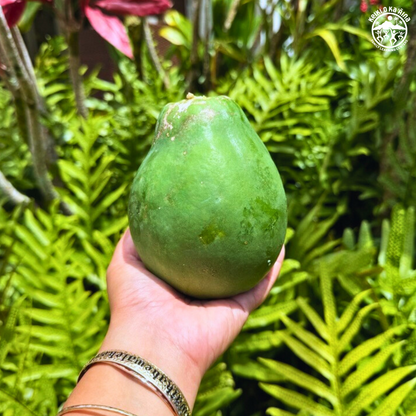 KOKA Farms: Papaya