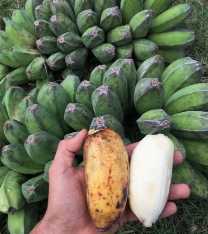 KOKA Farms: Saba Bananas