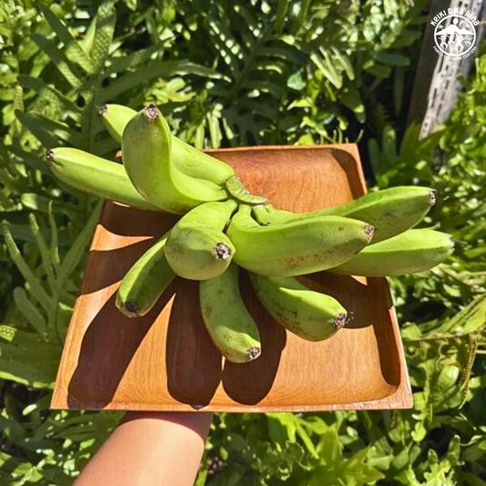 KOKA Farms: William Banana