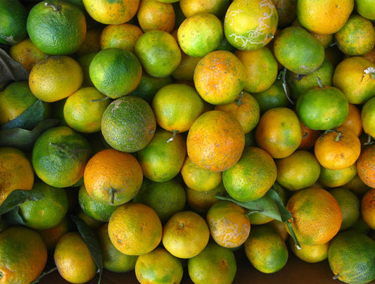 KOKA Farms: Tangerines - 1.5 lbs