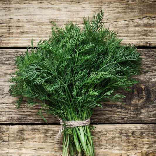 KOKA Farms: DIll