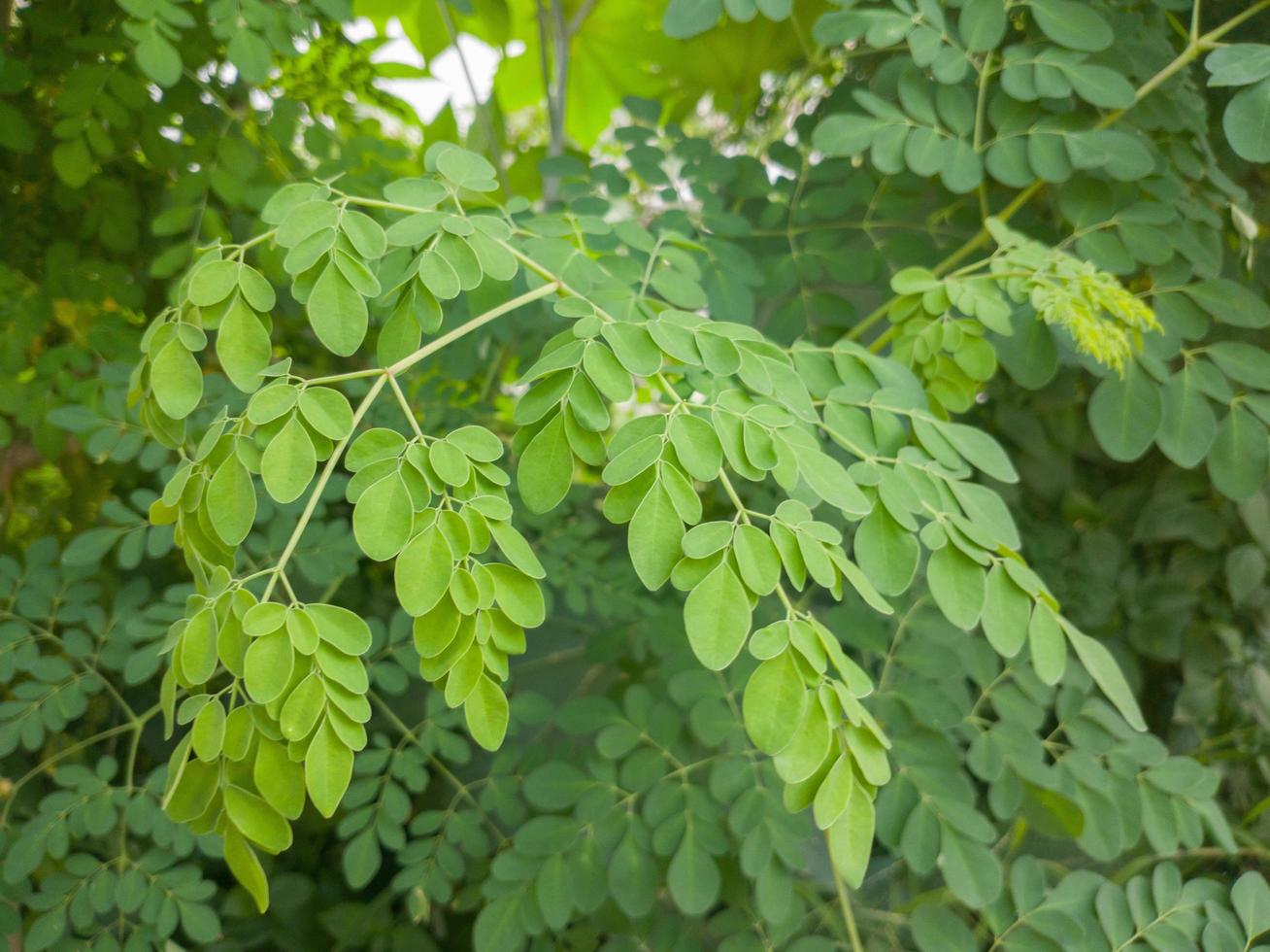 KOKA Farms: Kalamungay