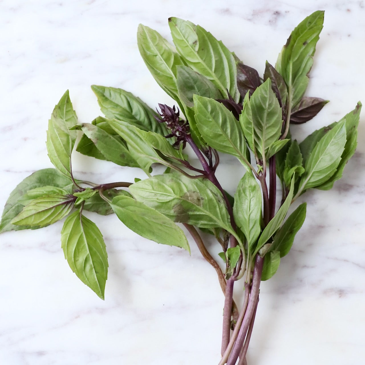 KOKA Farms: Green Basil
